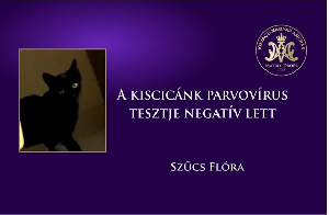 A kiscicánk parvovírus tesztje negatív lett – Szűcs Flóra