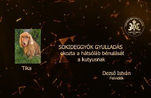 Sokideggyök gyulladás okozta a hátsó láb bénulását a kutyusnak – Dezső István – Felvidék